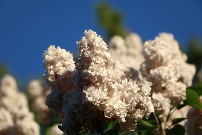 春天盛开的白色丁香花
