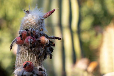 长着头发和花的奇怪仙人掌的细节(cephalocereus)