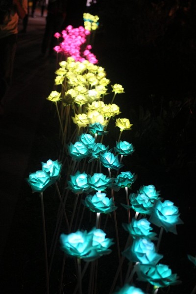花傍晚在花园照明。