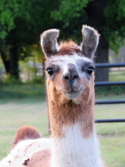 Llama (Lama glama ) Headshot