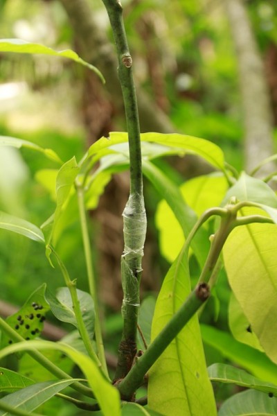 嫁接果树，嫁接梨树枝，嫁接芒果树。