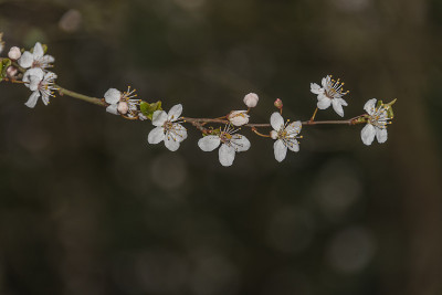 黑刺李开花