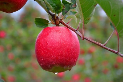 粉红色的女士Apfel