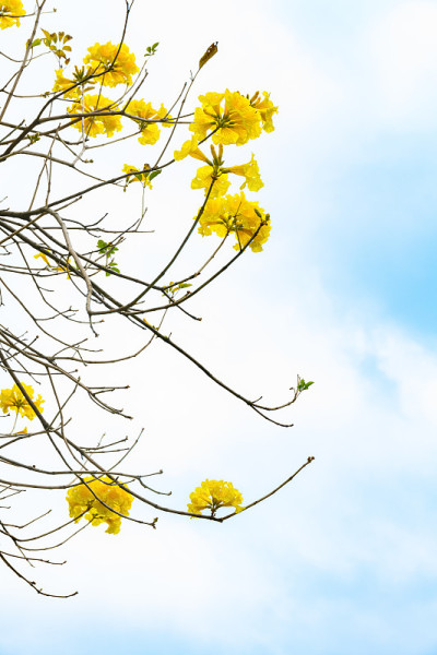 盛开的瓜亚坎或手花菊花或金钟树