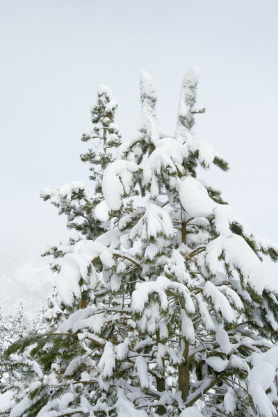 松树顶上下着大雪