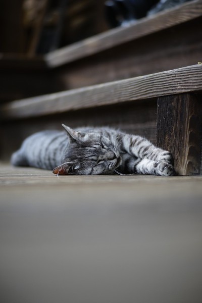 猫躺躺