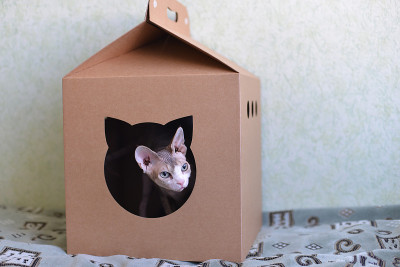 猫在房子里