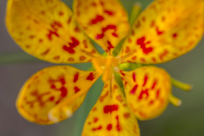 豹莉莉