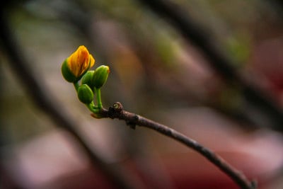 花