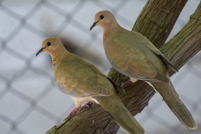 笑鸽子(Stretopelia senegalensis)栖息在树枝上