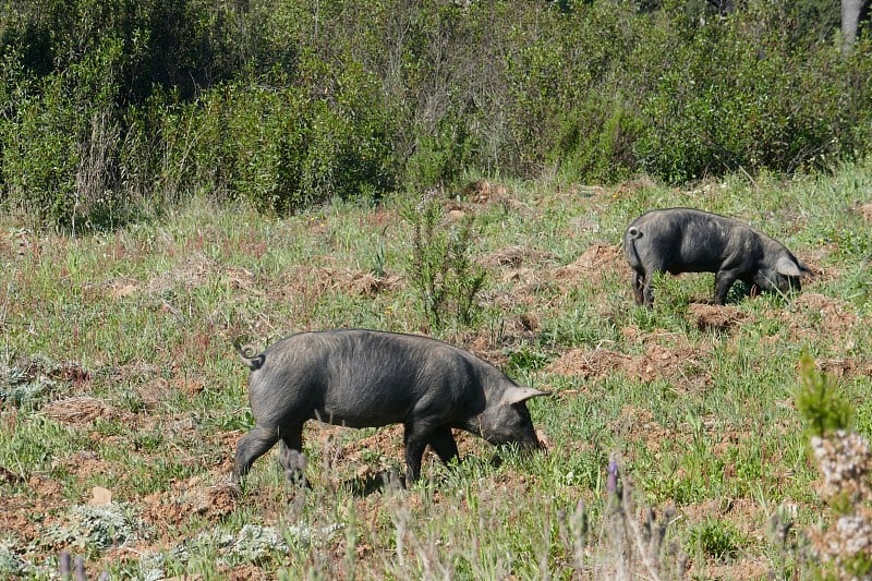 在葡萄牙阿连特霍的一个农场，自由漫游的黑猪(Pata-negra-pigs)在广阔的自然地形上吃草。