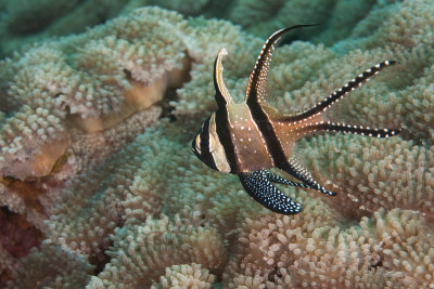Banggai Cardinalfish