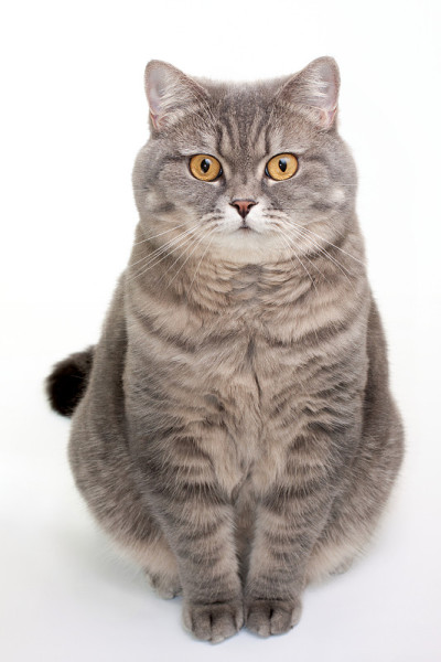 英国短毛猫