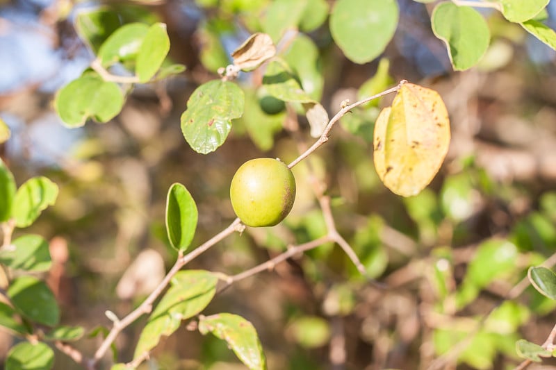 Ziziphus jujuba