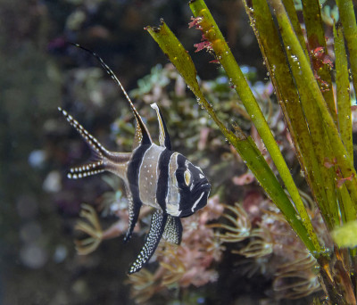 Banggai cardinalfish