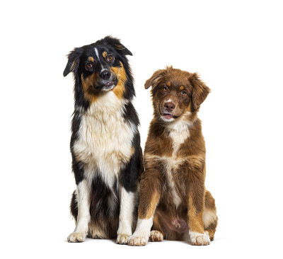 两只澳大利亚牧羊犬并排坐在一起看着镜头，孤立在白色上