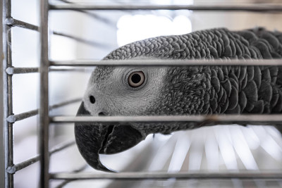 红尾灰鹦鹉看