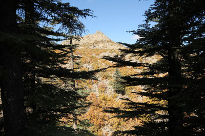 杰克松树