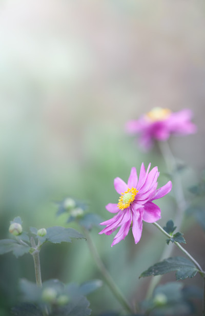 阿尼蒙·哈彭西斯