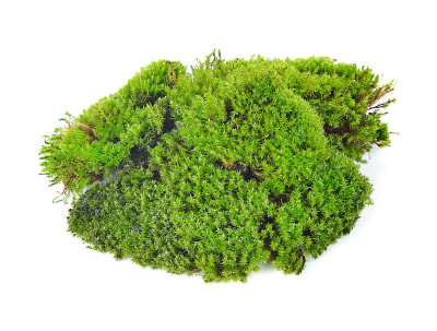 在白色背景上孤立的绿色苔藓