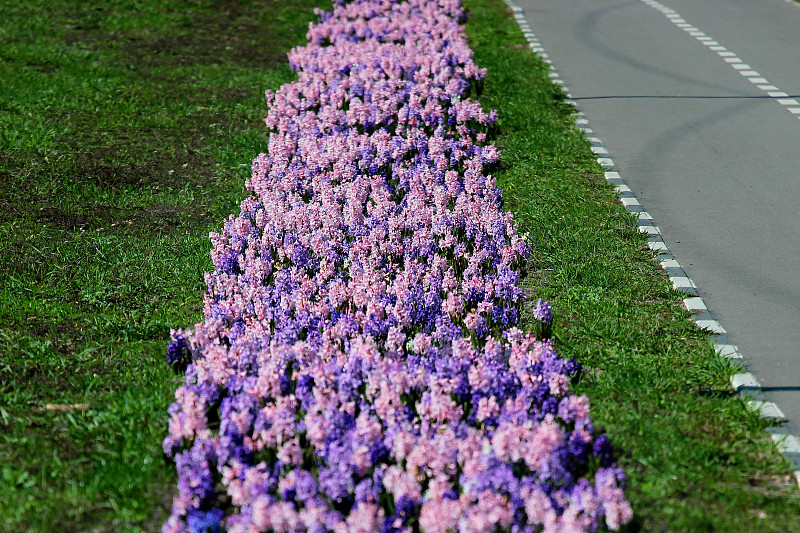 沿着自行车道有风信子花的花坛