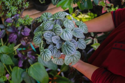 后院的盆栽植物
