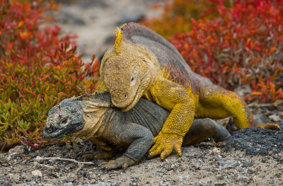 Two land iguanas are fighting with each other.