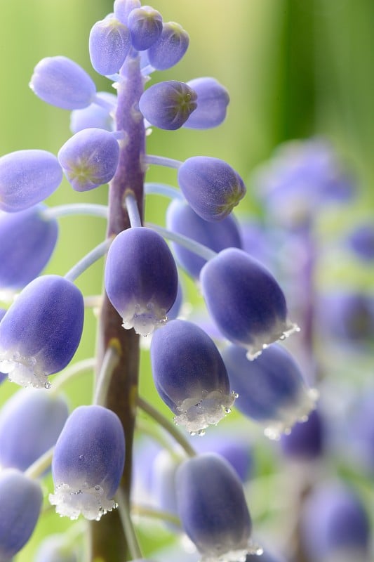 葡萄风信子花