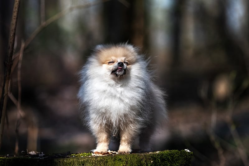 一只博美犬站在森林的树桩上