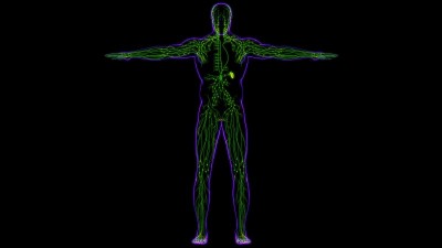 人体淋巴结解剖用于医学概念3D渲染