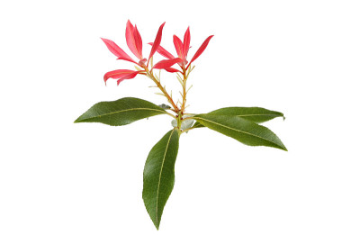 菜