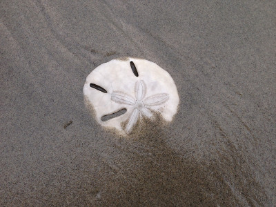 海晶片