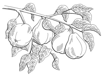 木瓜水果图形树枝黑白色孤立素描插图向量