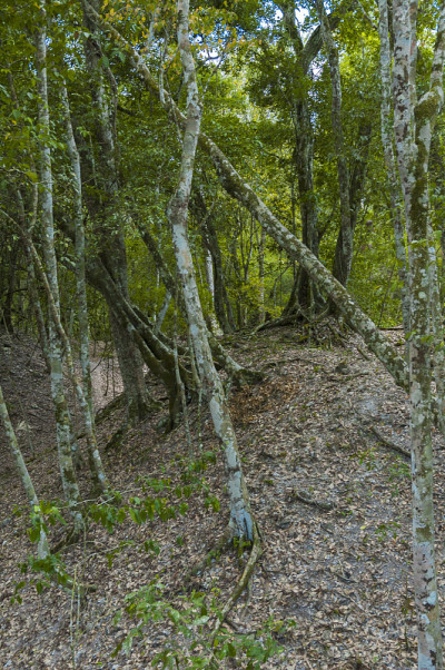 亚夏，危地马拉玛雅金字塔建筑群，公元前700年，绿水或亚夏