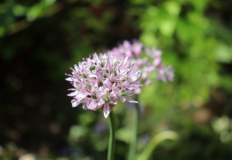 春园葱属植物。园林中观赏球茎植物的生长。葱(allium decpiens)具有球形球茎。花葶可达1