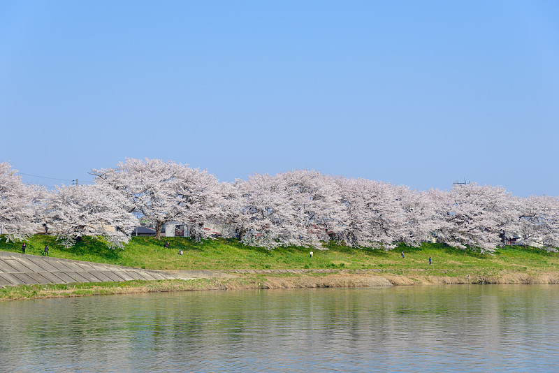 樱花、白石川tsutsumi sembonzakura