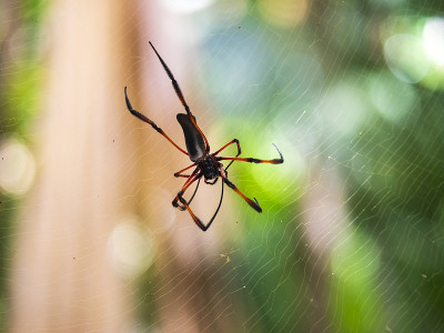 红腿金球蜘蛛也被称为棕榈蜘蛛(Nephila Inaurata)选择性地集中在网上，Praslin岛