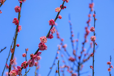 红色的梅花