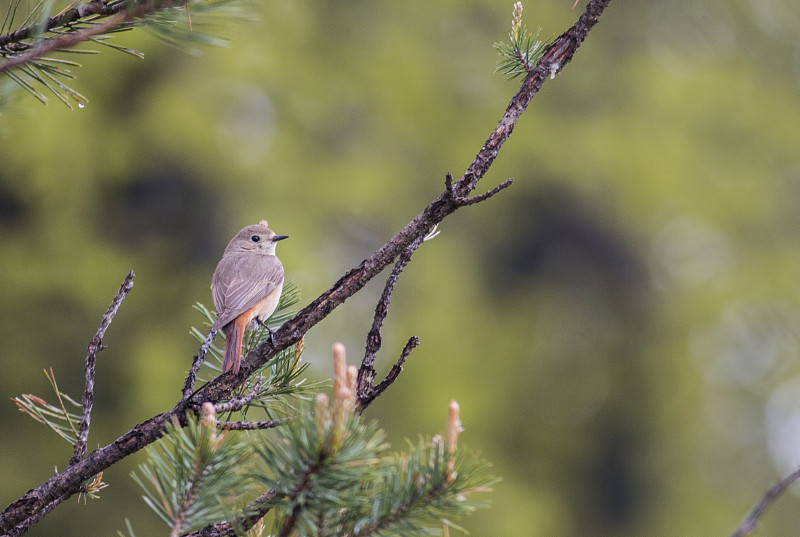 红雀(Phoenicurus Phoenicurus)