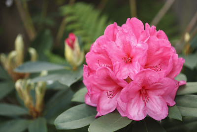 粉红色杜鹃花，英国杜鹃花