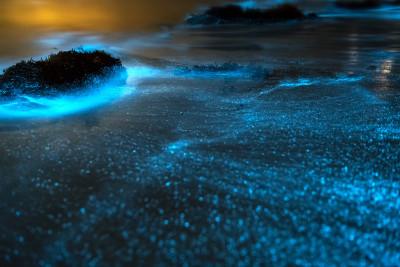 生物荧光