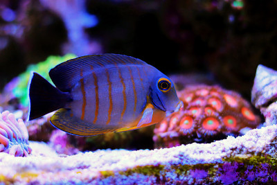拟态伊布里堂(Acanthurus tristis)