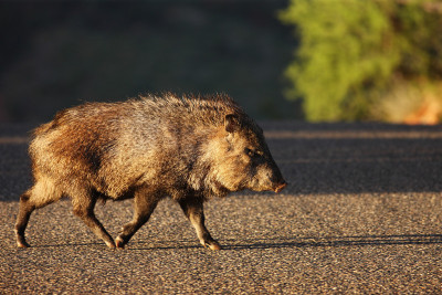 Javelina Pecari tajacu动物