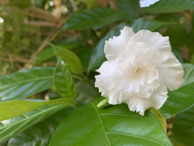 来自印度的白色康乃馨，特写