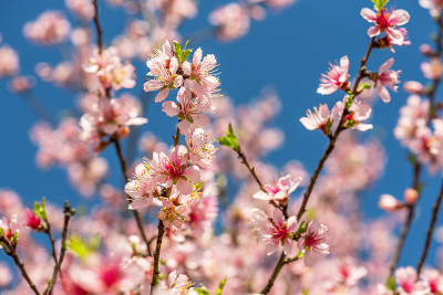 近距离的粉红色樱花树枝，樱花花。