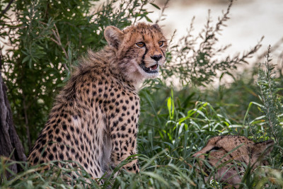 主演猎豹在Kgalagadi。