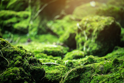 红树林地板上美丽的绿色苔藓