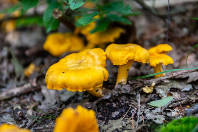 黄色野生鸡油菌(Cantharellus)蘑菇生长在潮湿的林下在波兰的森林。