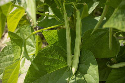 花园里的豆子