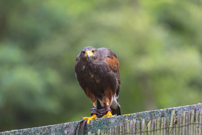 沙漠bussard